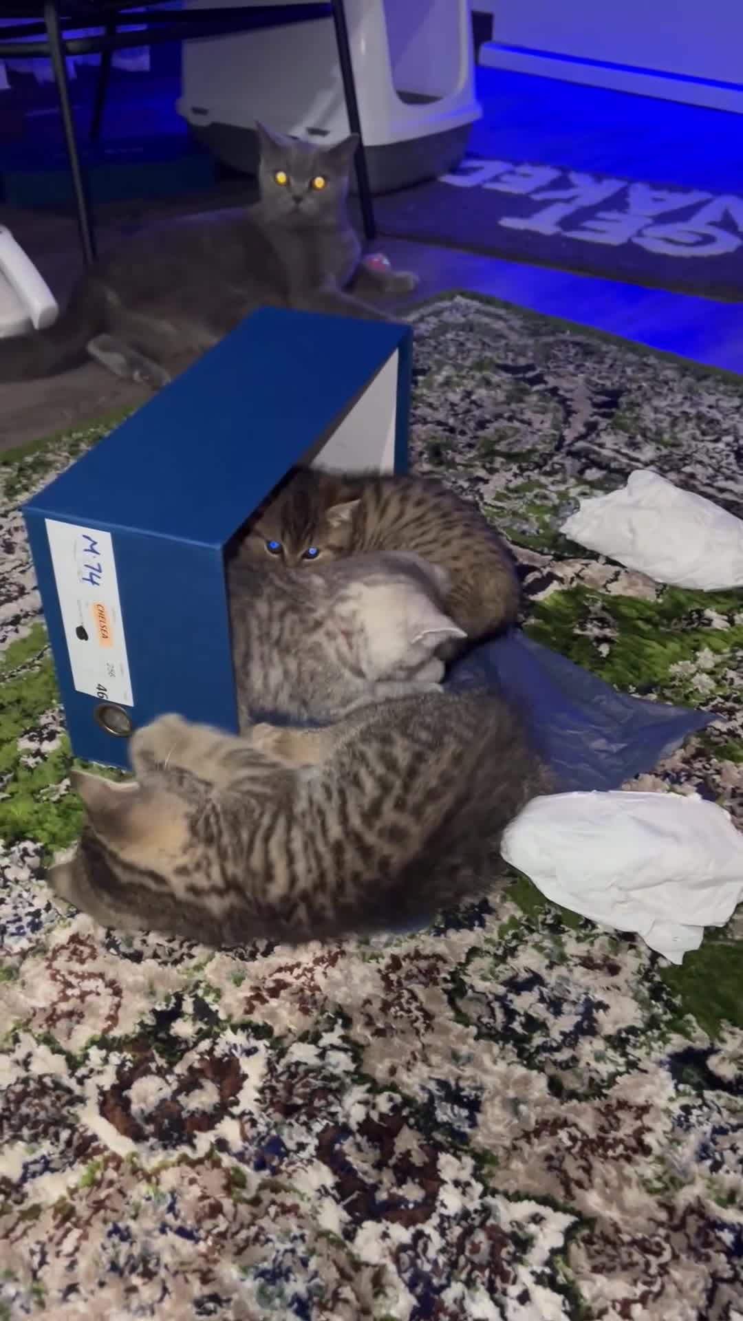 British Shorthair cats for sale: British Shorthair Kittens 🐱  - Video 1