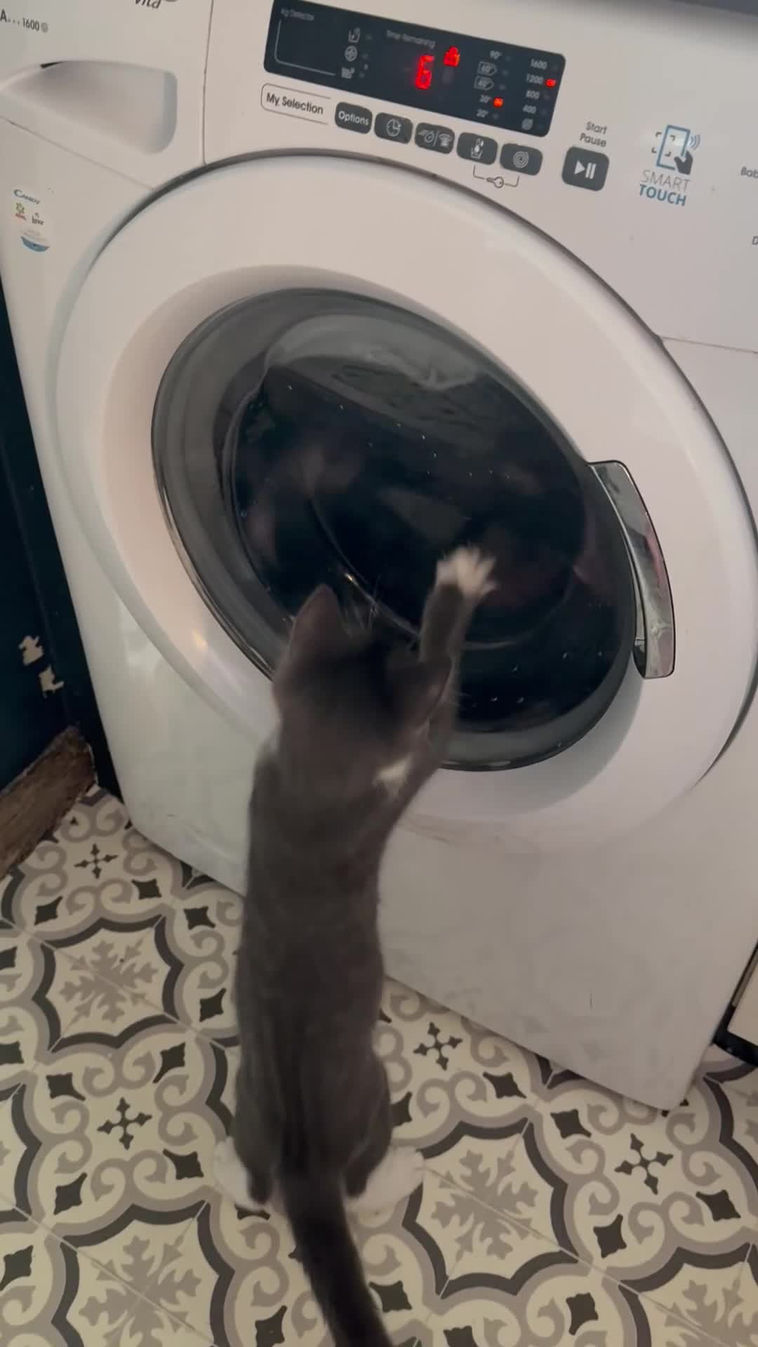 Mixed Breed cats for sale: One male kitten left  - Video 1