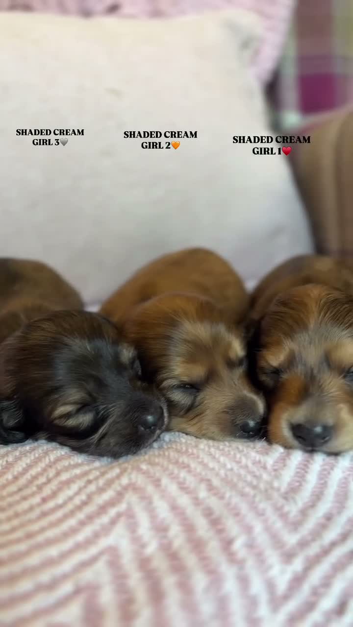 Miniature Dachshund dogs for sale: KC LONG HAIRED CREAM MINIATURE DACHSHUNDS🤍 - Video 1