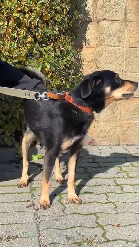 German Shepherd dogs for adoption: Gatto  in West Malling - Video 3