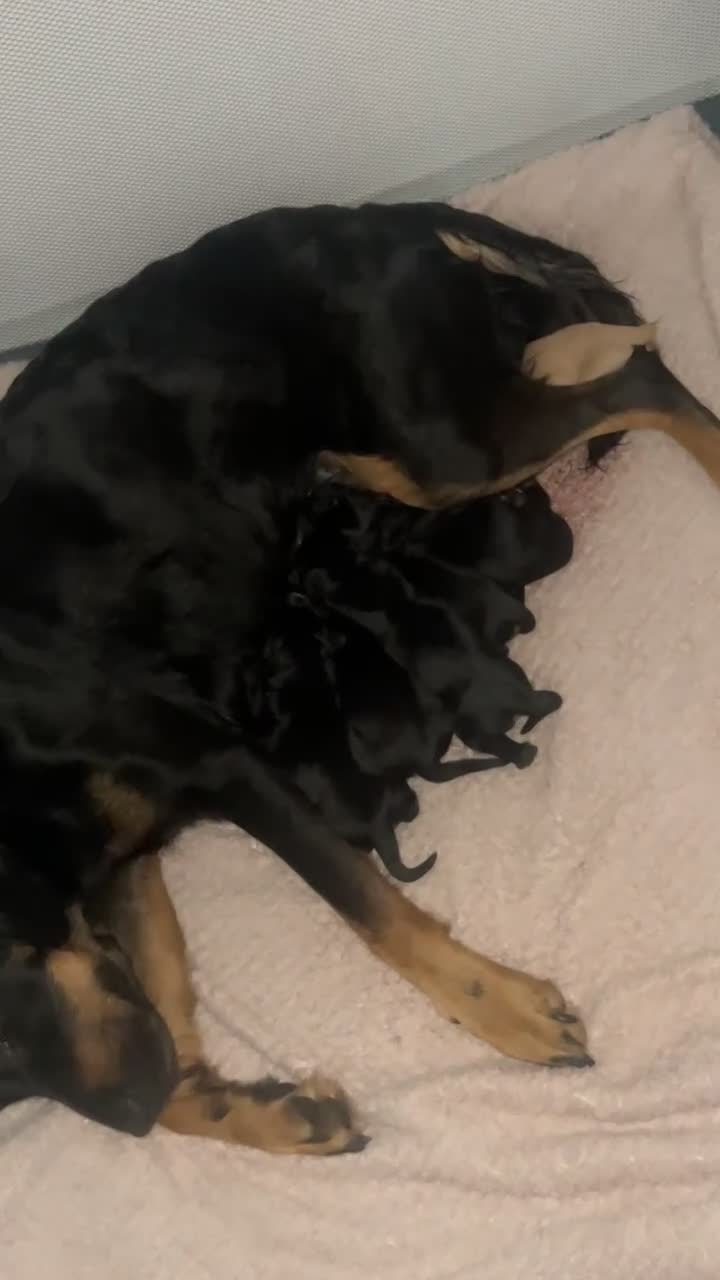 Mixed Breed dogs for sale: Puppies  - Video 1