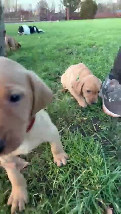 Mixed Breed dogs for sale: Stunning quality Vizslador puppies  - Video 3