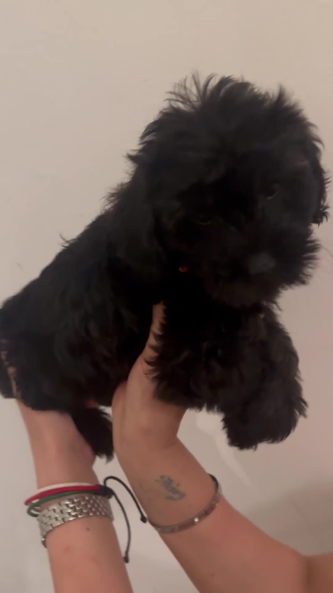 Yorkiepoo dogs for sale: 5 Beautiful F1 Yorkiepoo’s - Video 4