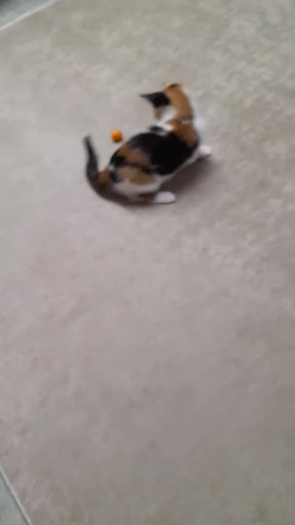 British Shorthair cats for sale: 2 Kittens  - Video 1