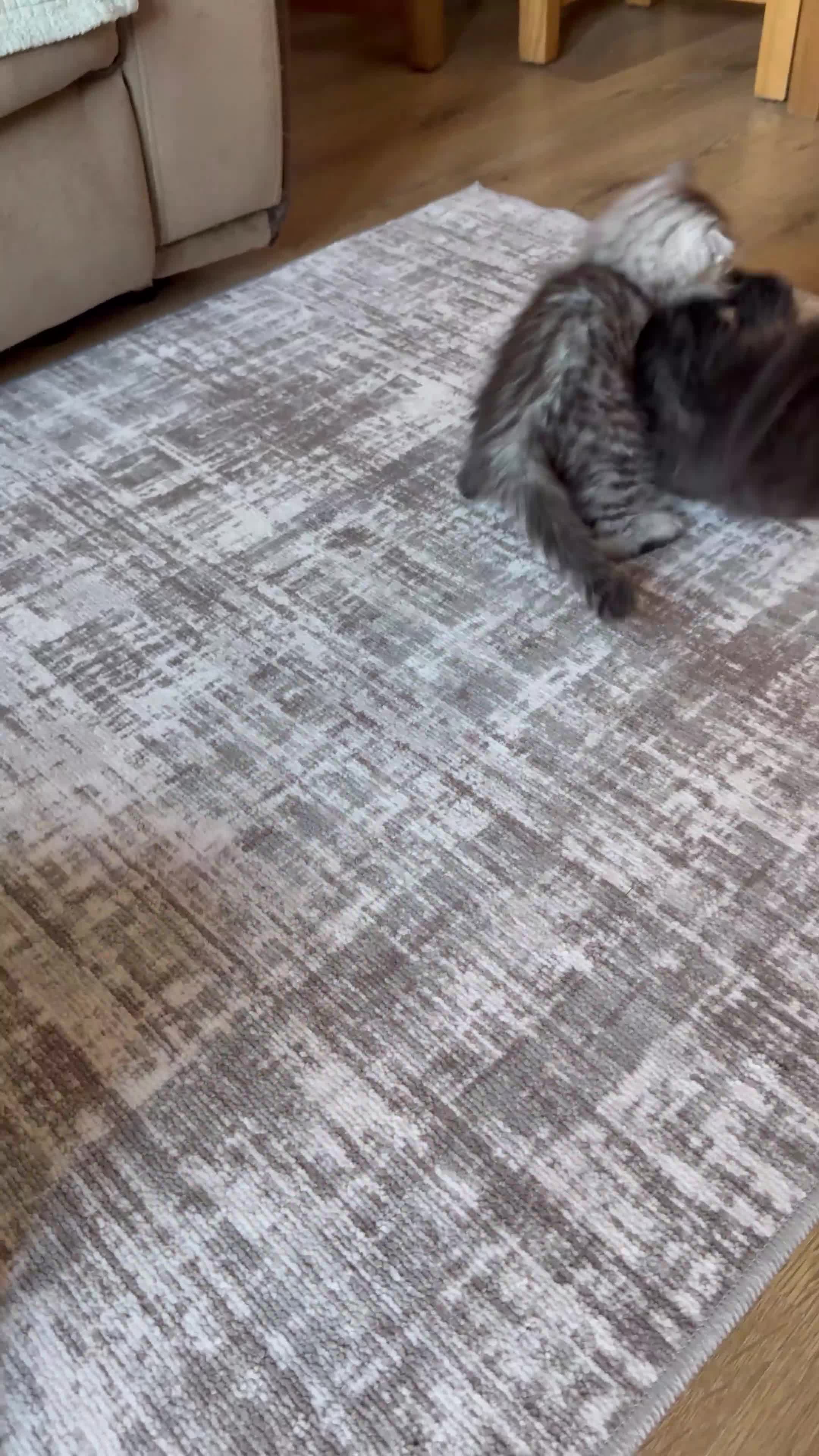 Maine Coon cats for sale: TICA registered Maine Coon kittens - Video 3