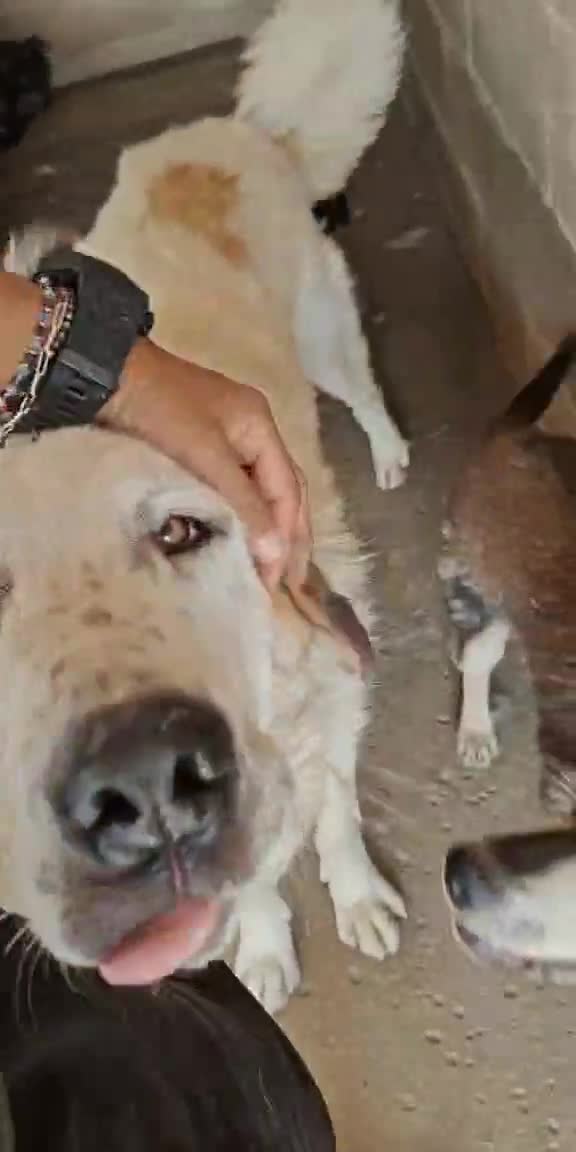 Mixed Breed dogs for adoption: 🐾 Baloo – a gentle bear with a heart of gold 🐾 - Video 2