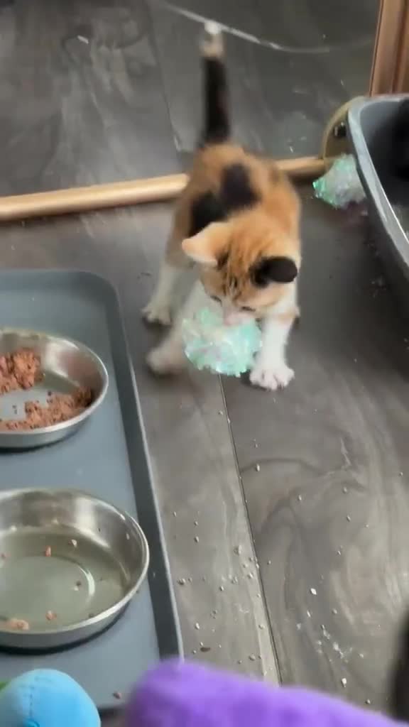 Mixed Breed cats for sale: Brown kitten  - Video 1