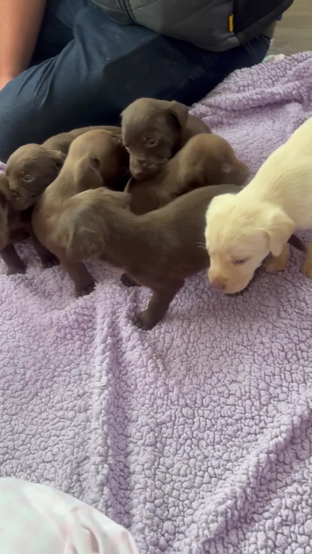 Labrador Retriever dogs for sale: KC Labrador puppies - Video 2