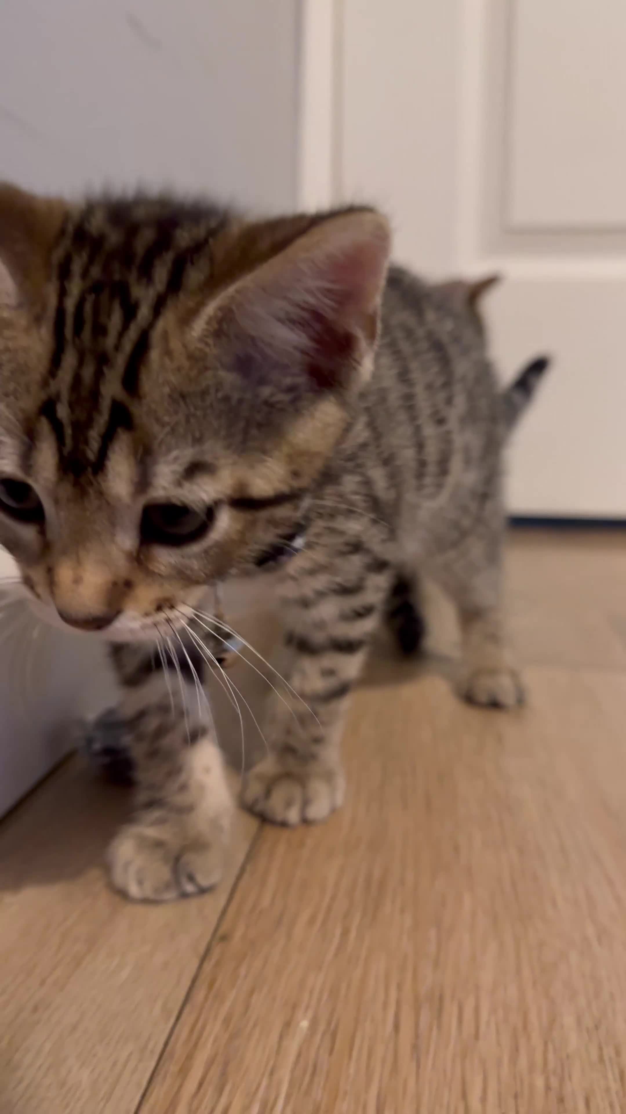 Bengal cats for sale: Ava’s Finest Pure Bengals, THREE Kittens Left. . . in Northampton - Video 3
