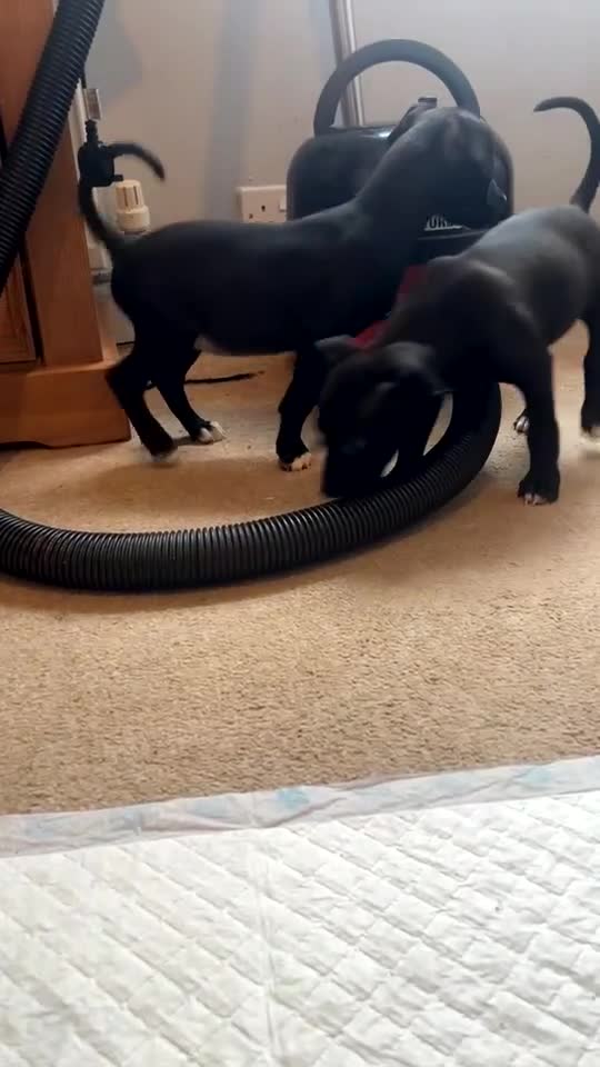 Mixed Breed dogs for sale: 2 Lurcher x Staffy pups left - READY TO LEAVE! - Video 3