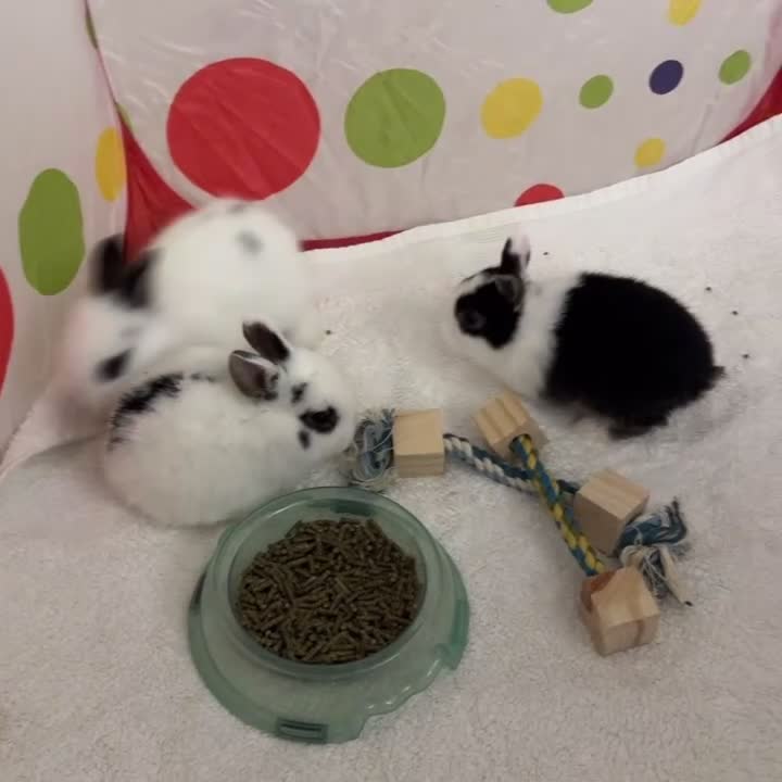 Mixed Breed rabbits for sale: 6 bunnies  - Video 1