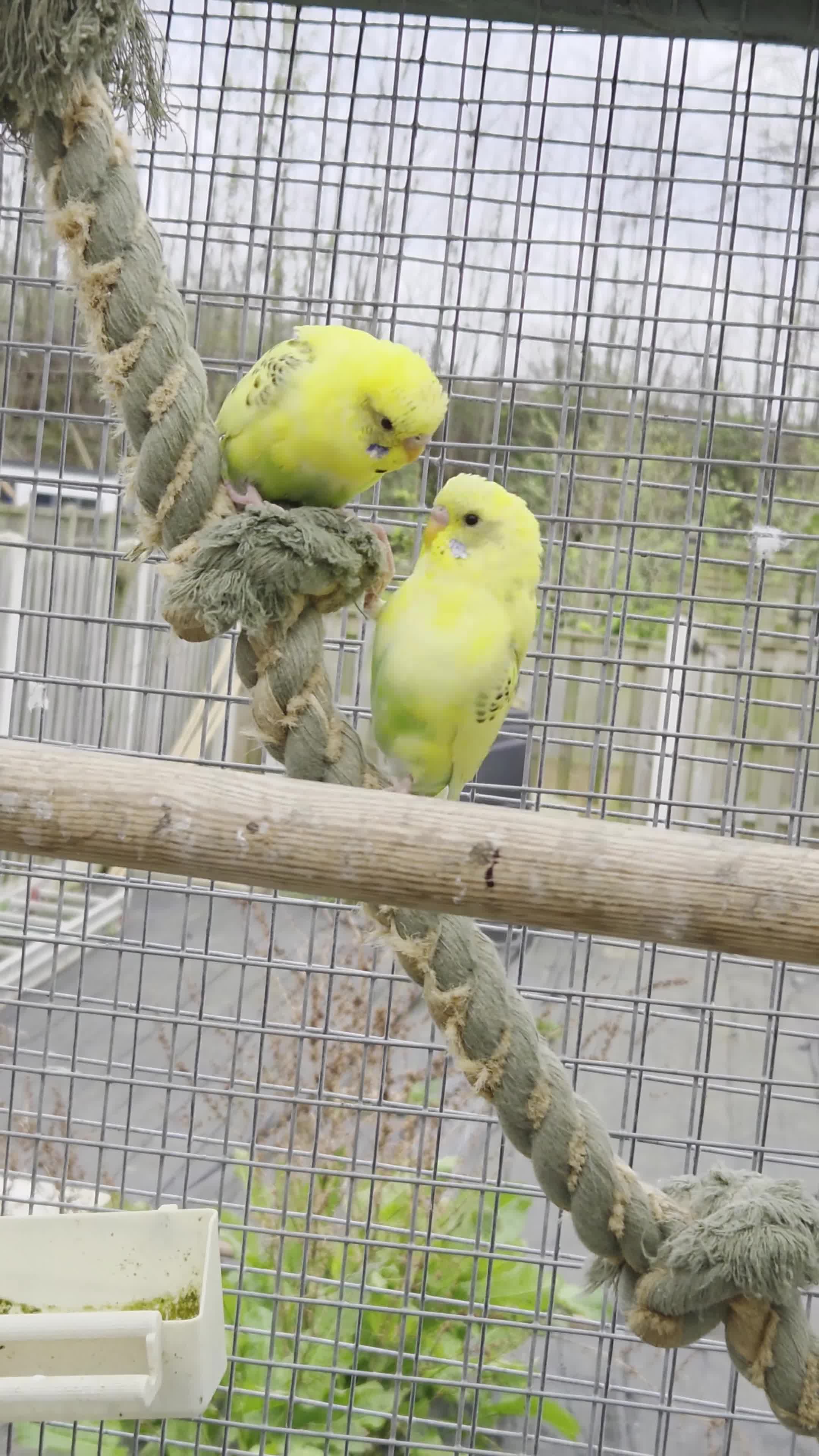 Budgerigars birds for sale: Stunning Young Budgies For Sale - Video 2