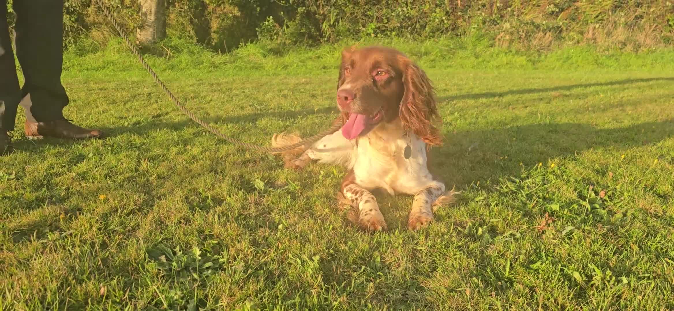 English Springer Spaniel dogs for sale: KC Health Tested Pups ready Nov 25 - Video 3