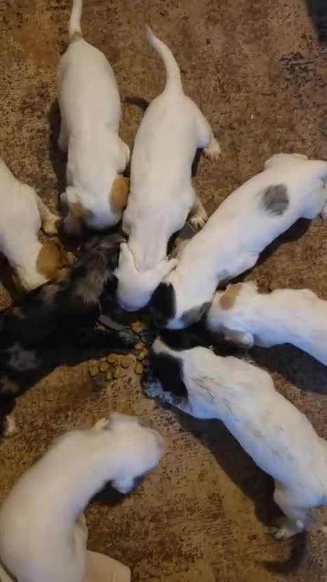Cocker Spaniel dogs for sale: Rare colour puppies 🐶  - Video 1
