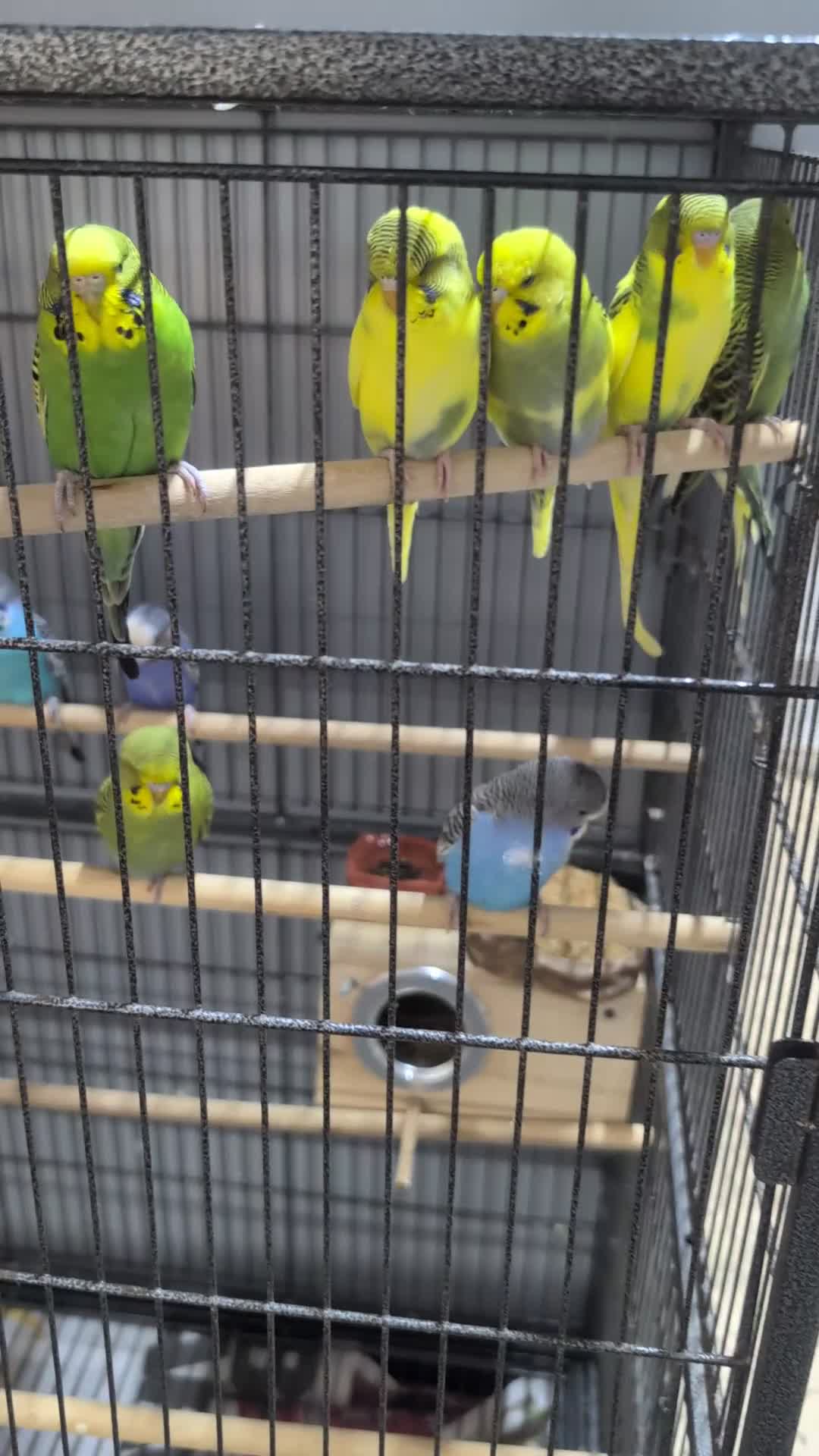 Budgerigars birds for sale: Budgies for Sale Many colours Cages Available  - Video 5