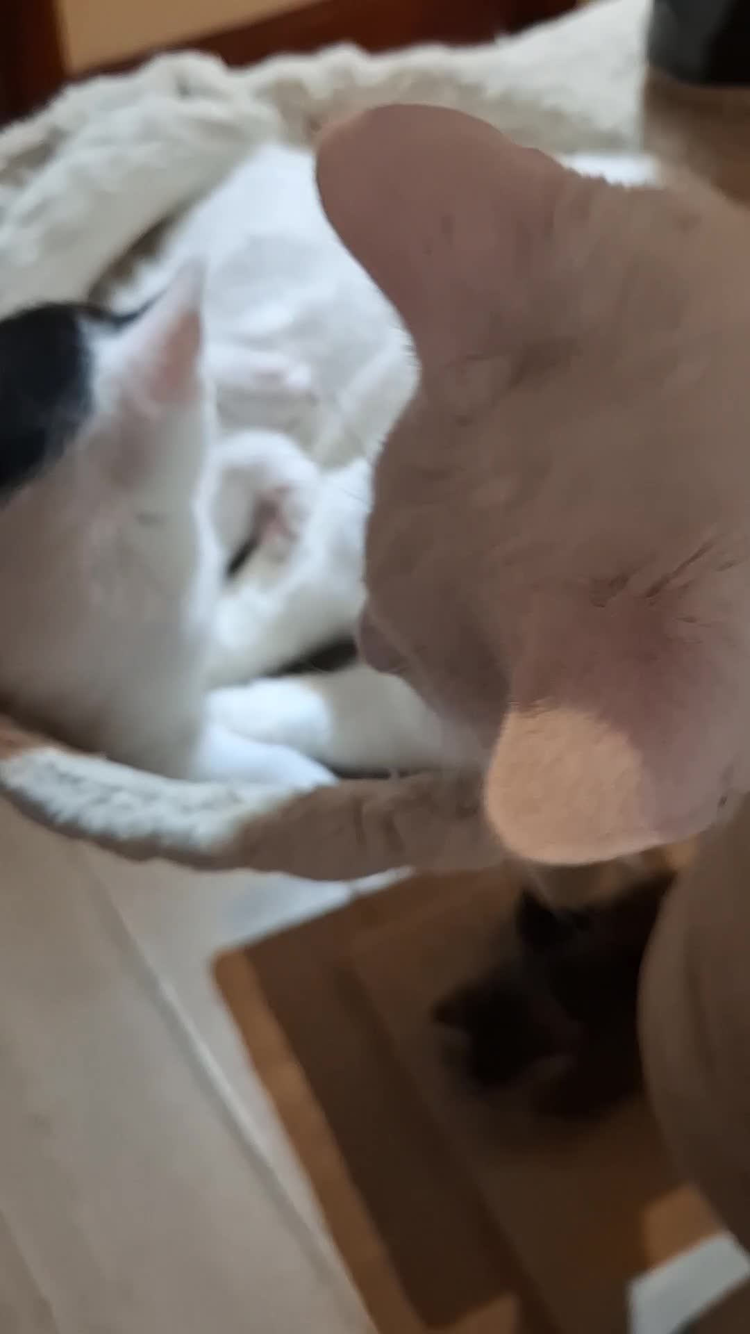 Turkish Angora cats for sale: Turkish angora cross  - Video 1