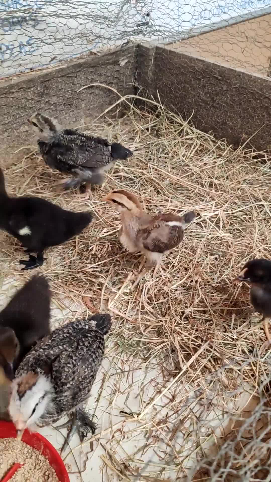 Ducks poultry for sale: Muscovy ducklings and chicks  - Video 1