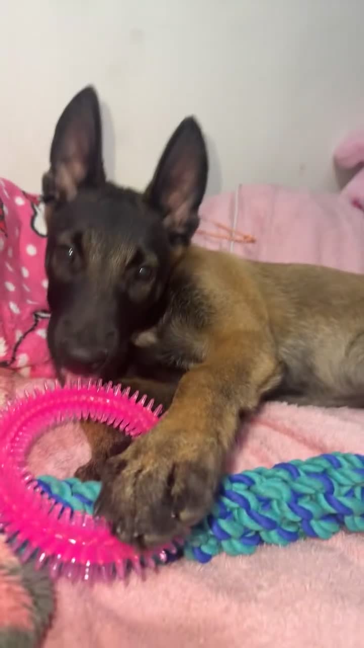 Belgian Shepherd Dog dogs for sale: 13 week old Malinois needs re homing - Video 2