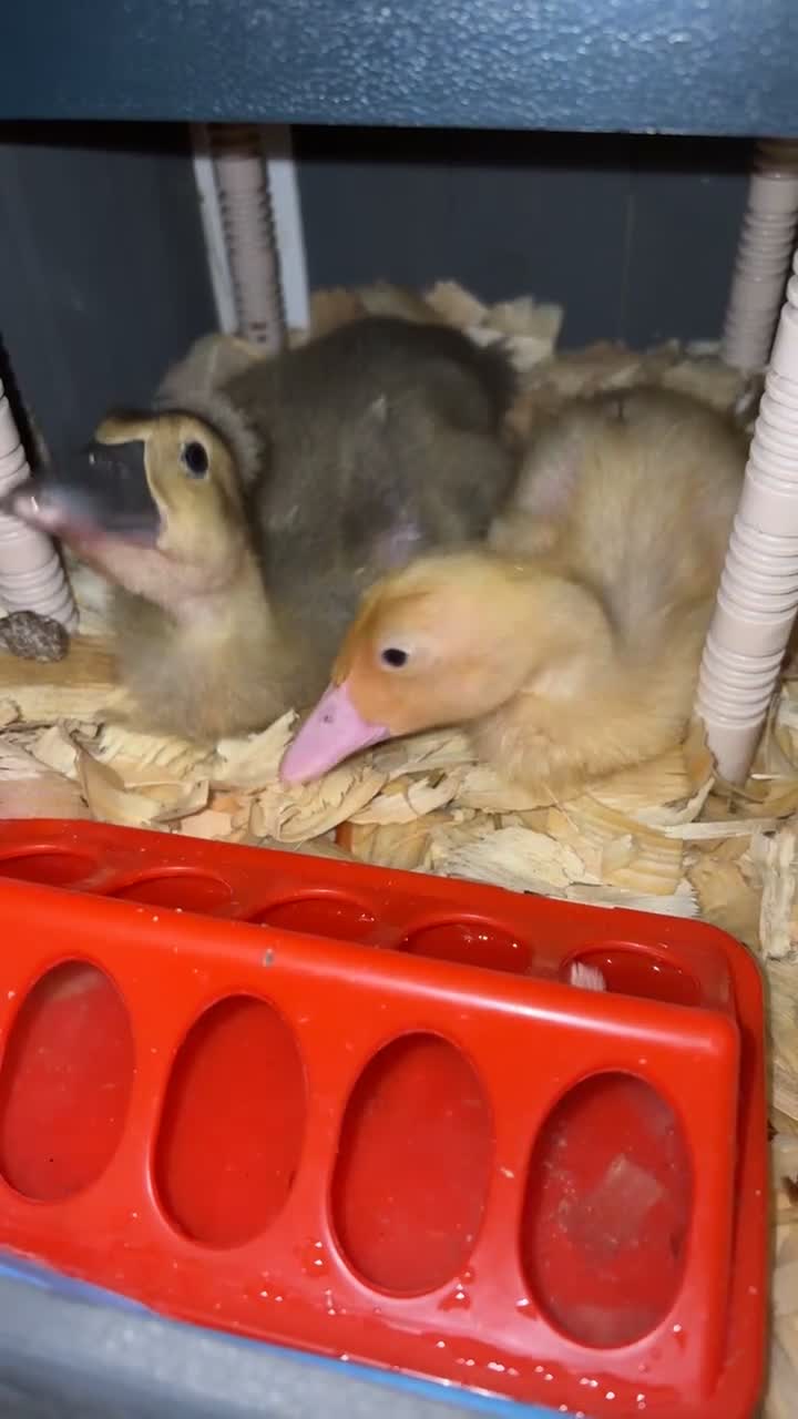 Ducks poultry for sale: 2 runner ducklings for sale - Video 1