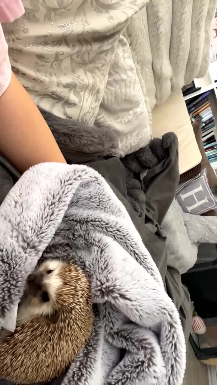 Pygmy Hedgehog rodents for sale: Year old Pygmy Hedgehog  - Video 1