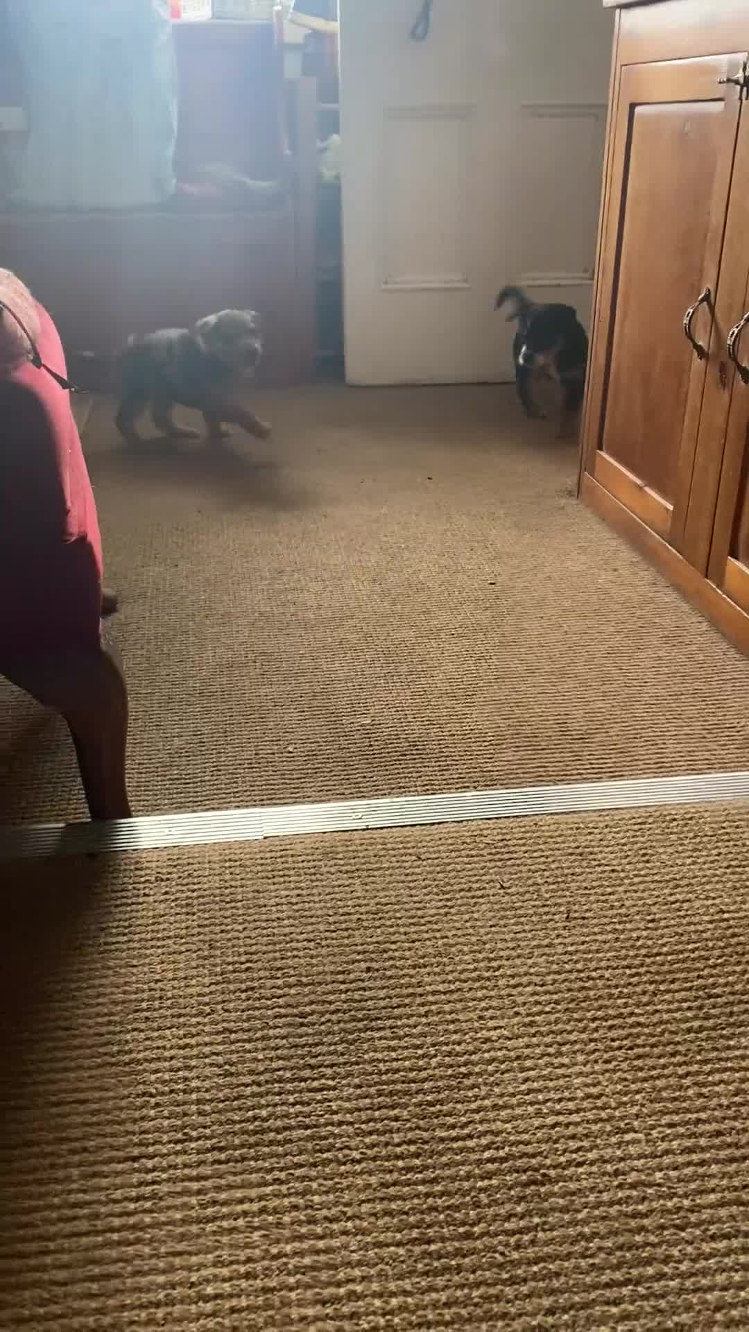 Borador dogs for sale: Borador pups with a bit of kelpie too! - Video 1