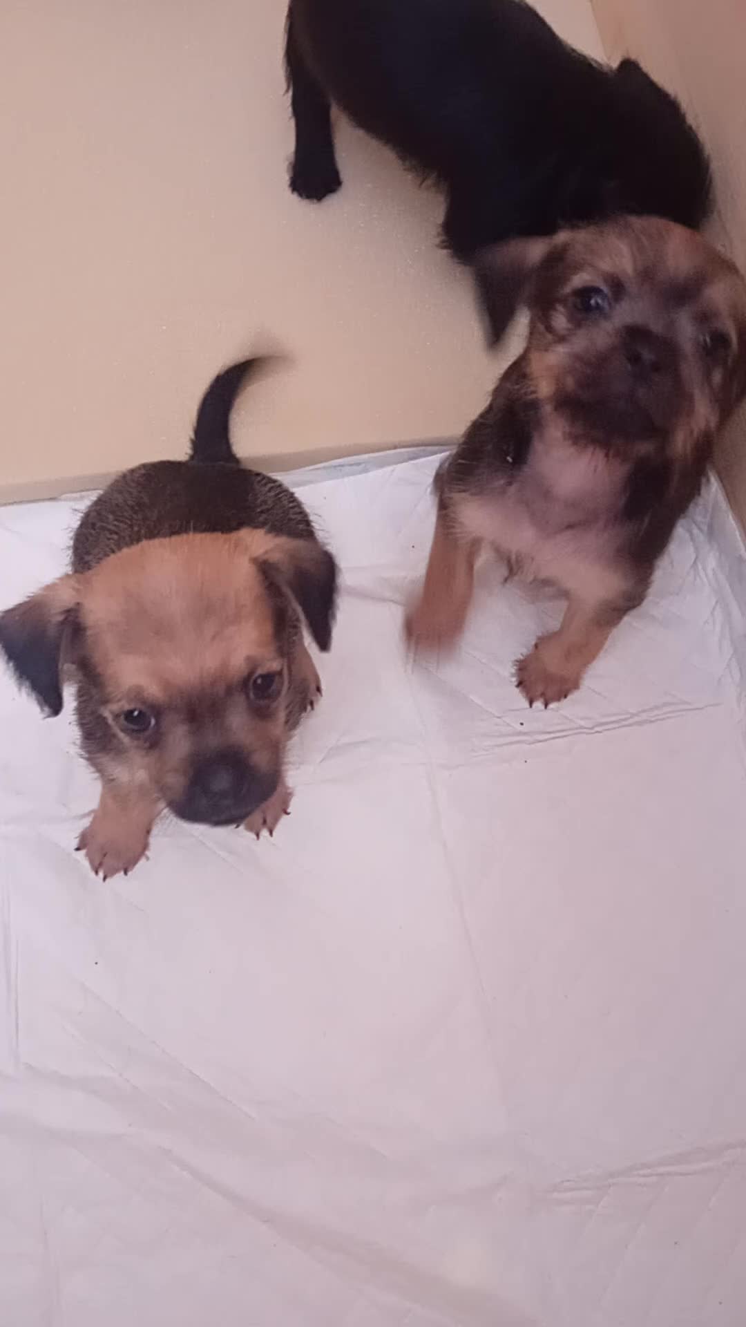 Jug dogs for sale: Six Jug puppies looking for forever home - Video 3