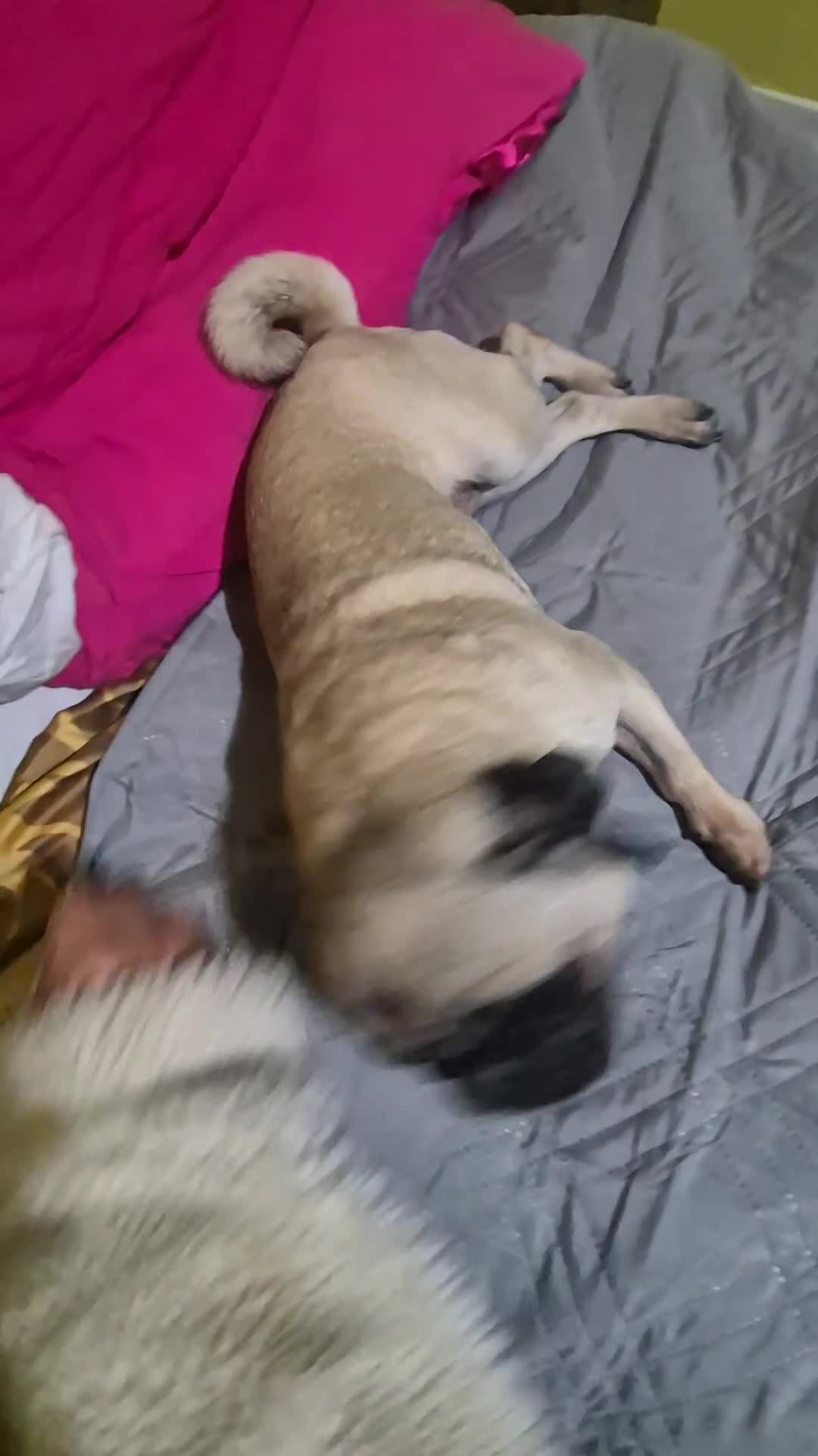 Pug dogs for sale: Sophie the pug needs a retirement home!  - Video 2