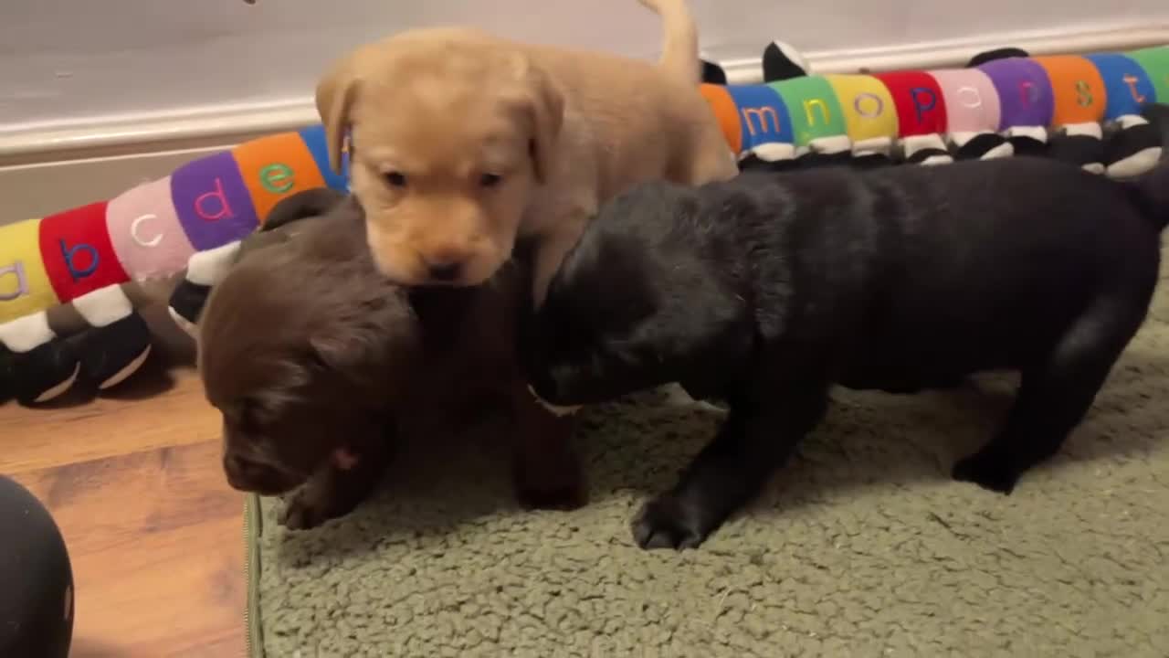 Labrador Retriever dogs for sale: Chunky Labrador Puppies (3 Girls & 2 Boys) - Video 2