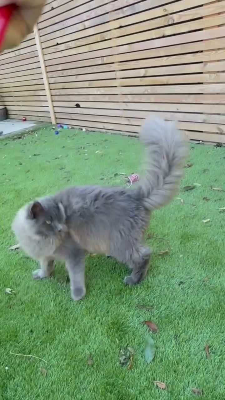 Maine Coon cats for sale: Russian mainecoon kitten over 10 generation pedigr - Video 2