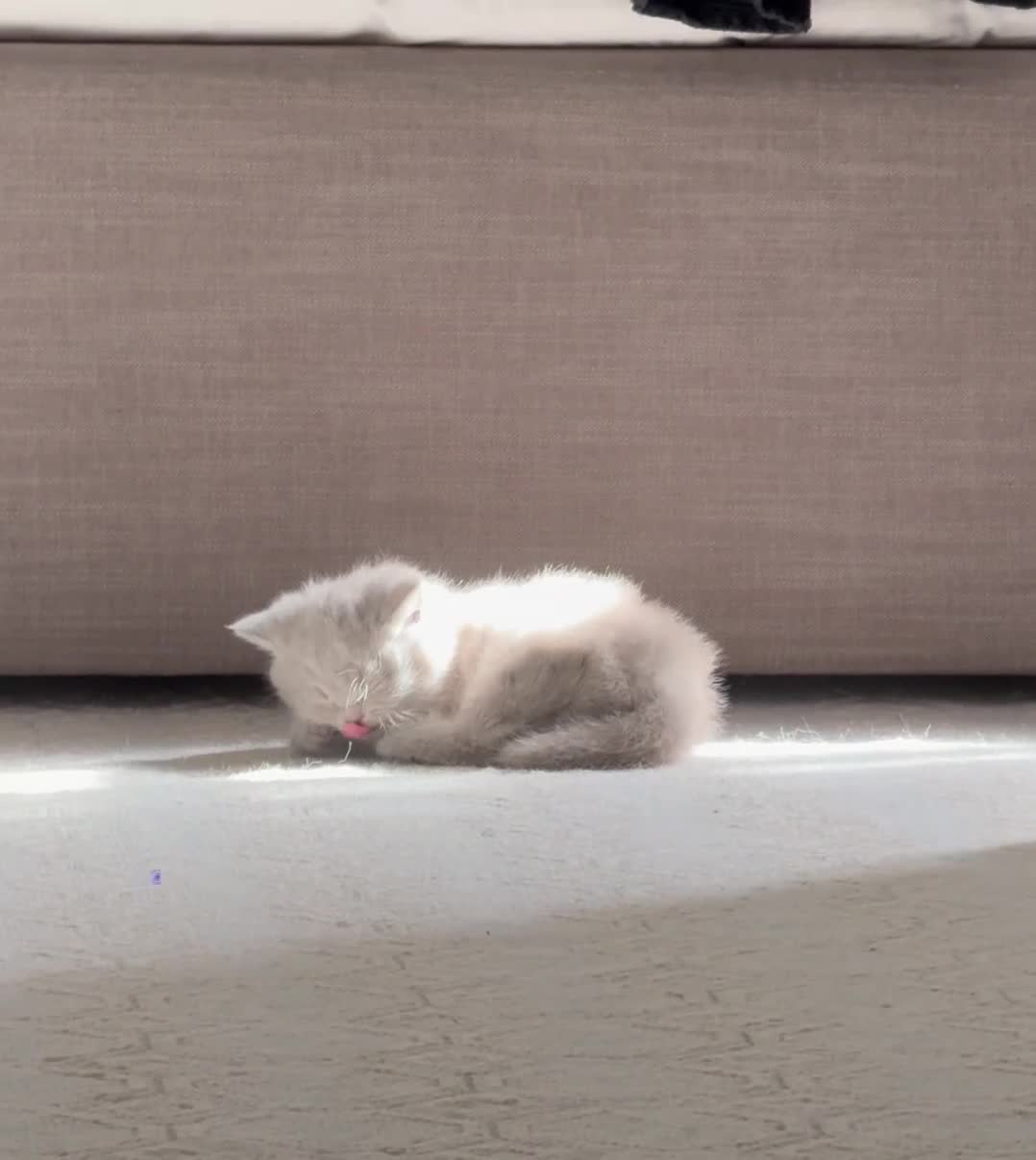 British Shorthair cats for sale: Beautiful British shorthair looking for a home - Video 1