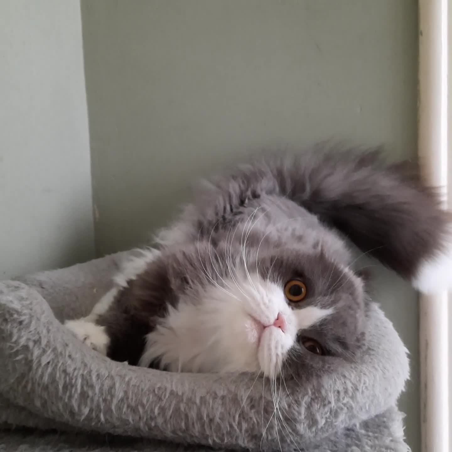 Scottish Fold cats for sale: TICA Registered: Scottish Fold Neutered Young Girl - Video 2