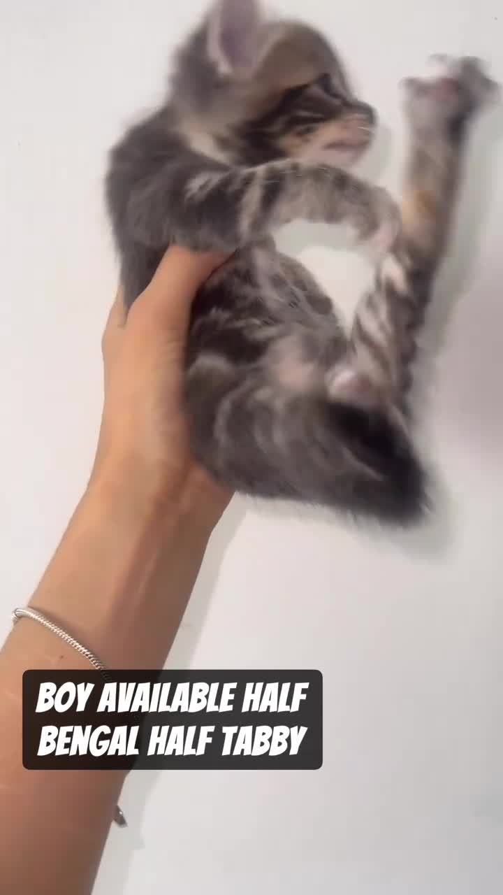 Mixed Breed cats for sale: 6 Beautiful Kittens Available in Brentford - Video 2