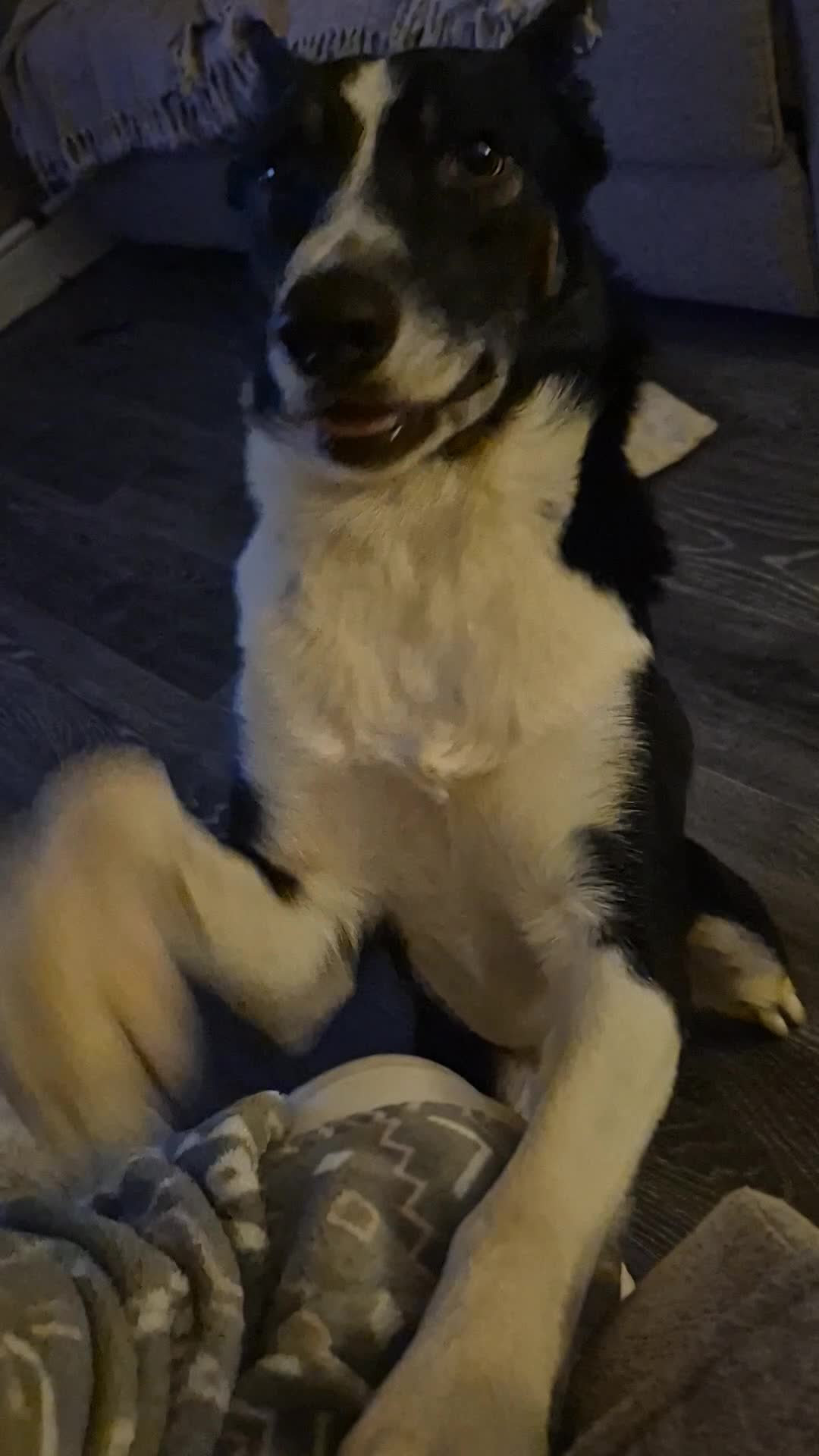 Border Collie dogs for sale: Jasper(Border Collie) - Video 1