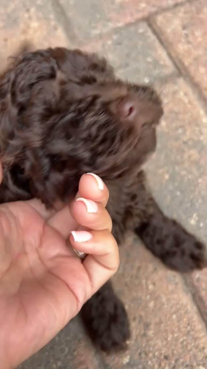 Cockapoo dogs for sale: Beautiful cockapoo puppies  - Video 1