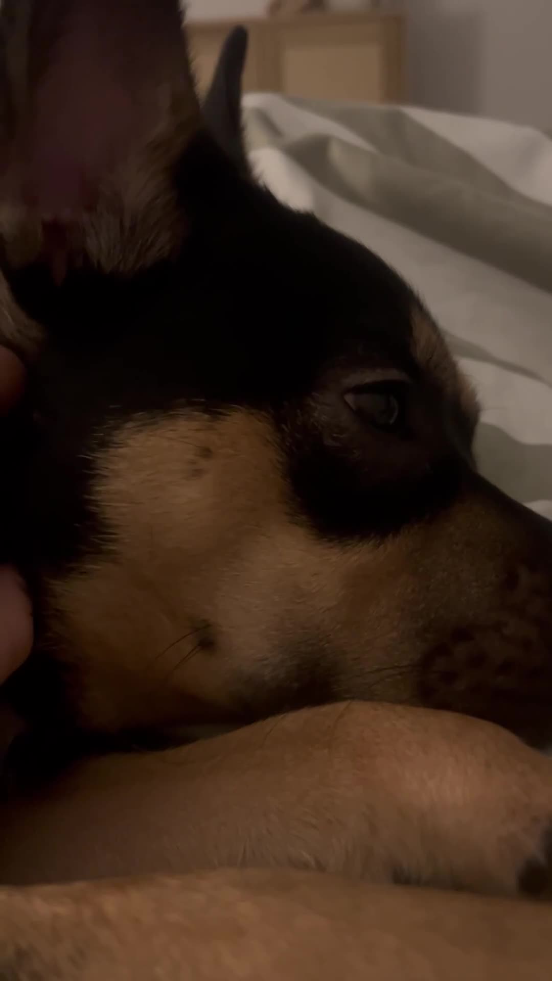 Mixed Breed dogs for sale: French Bulldog Cross  - Video 2