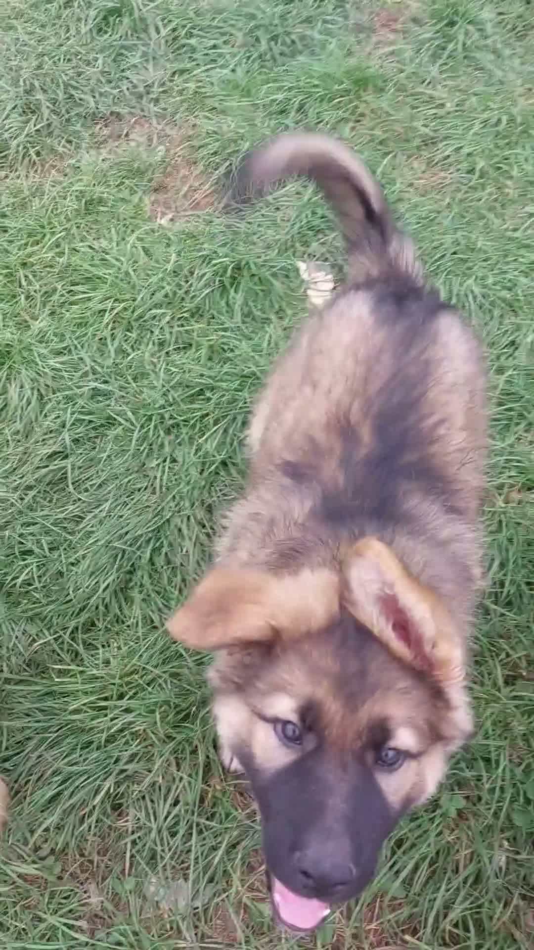 German Shepherd dogs for sale: Stunning babys - Video 1