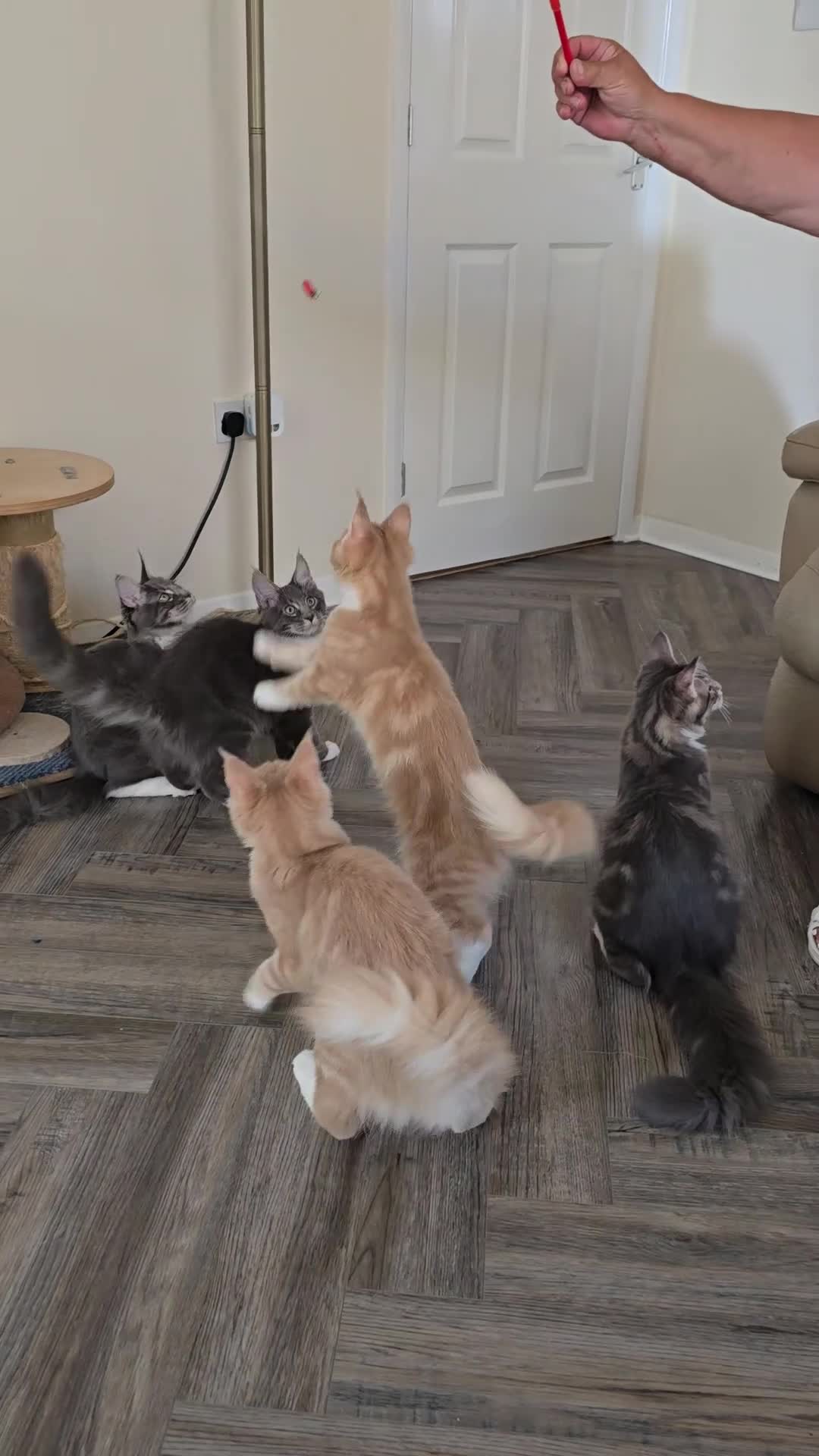 Maine Coon cats for sale: Large Pedigree TICA Maine Coon kittens- Last 2  - Video 1
