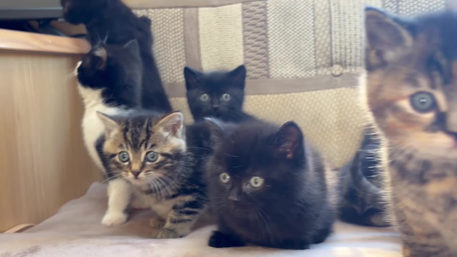 Mixed Breed cats for sale: Boy and girls 🥰 - Video 3