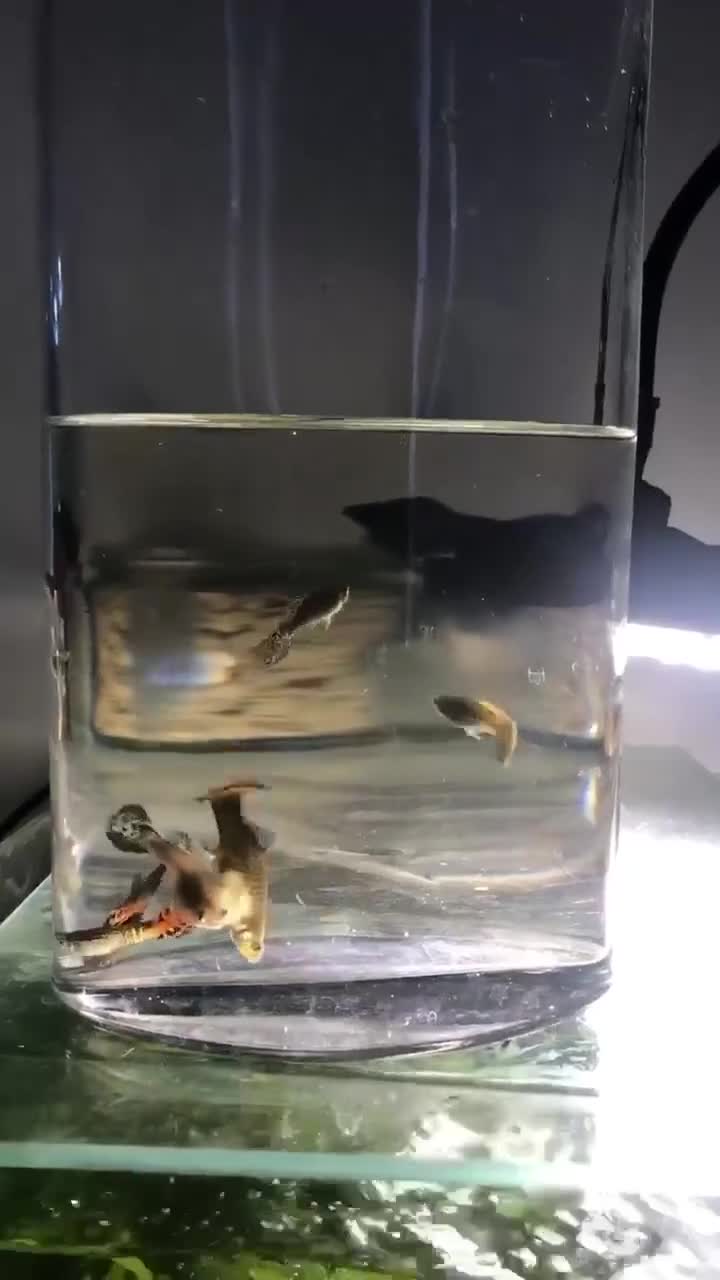 Cyprinids fish for sale: Beautiful guppies in Croydon - Video 1