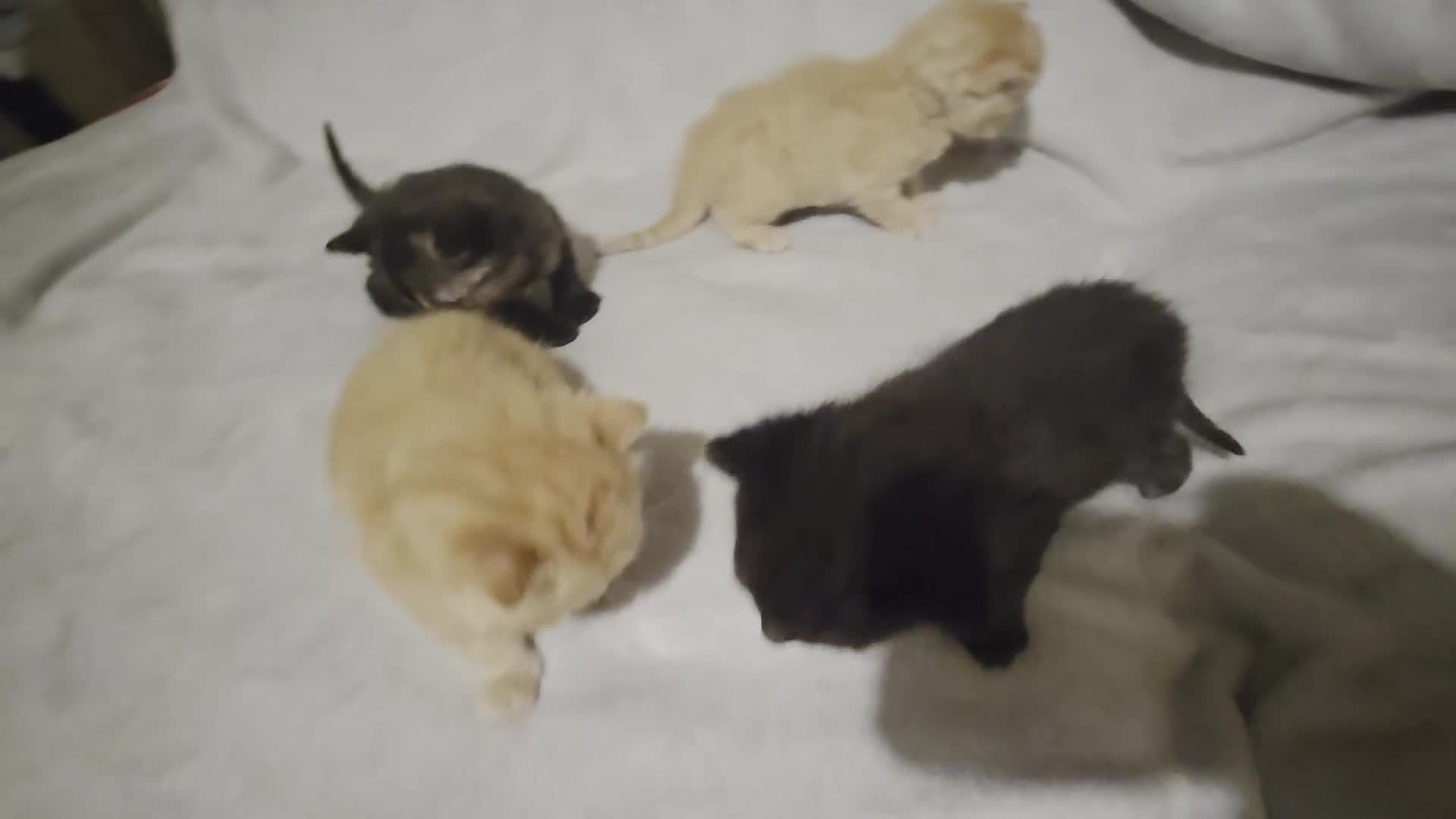 Domestic Shorthair cats for sale: 4 kittens for sale. - Video 1