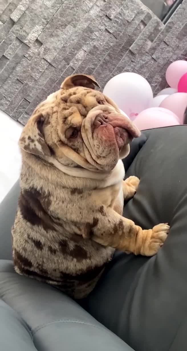 English Bulldog dogs for stud: Chocolate & Tan Merle Bulldog Stud Proved - Video 1