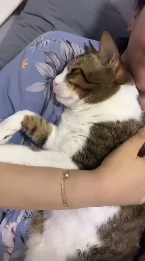 Arabian Mau cats for sale: Beautiful Tito looking for his family 😻 - Video 1