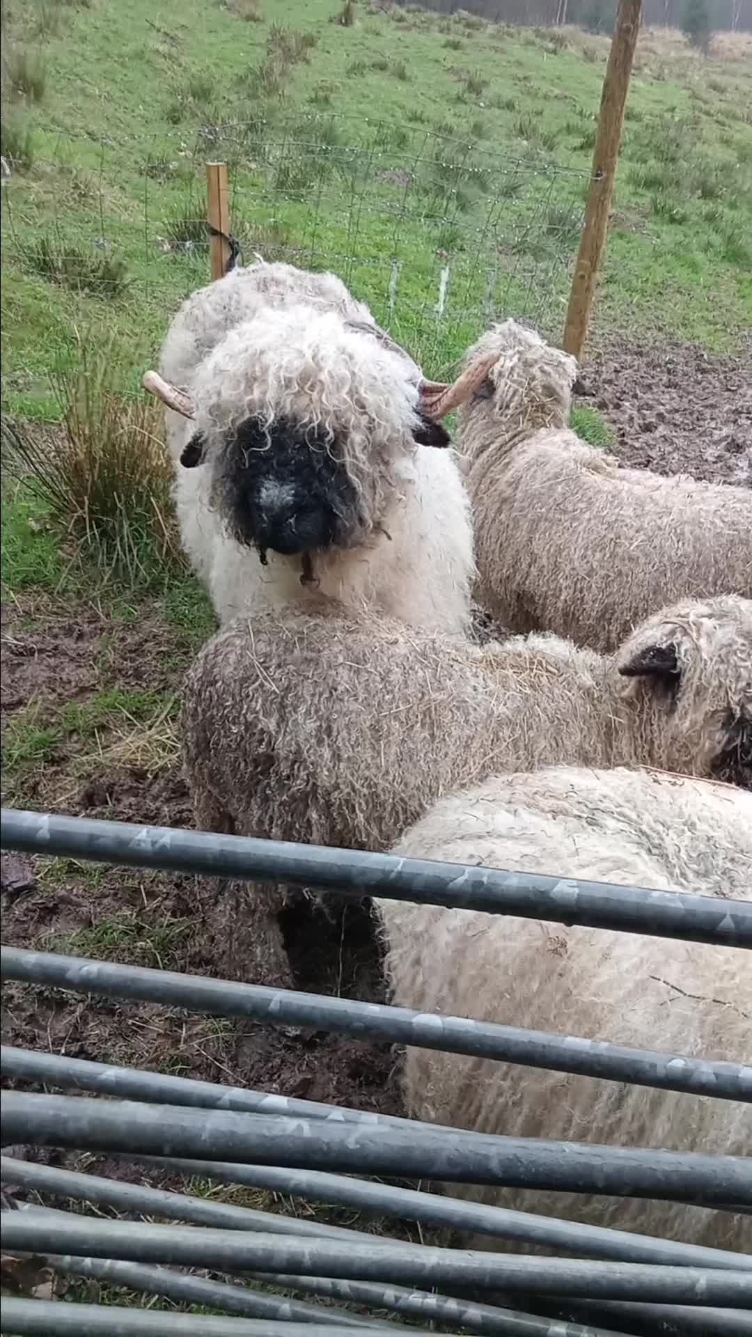 Sheep livestock for sale: Valais  blacknose sheep - Video 1