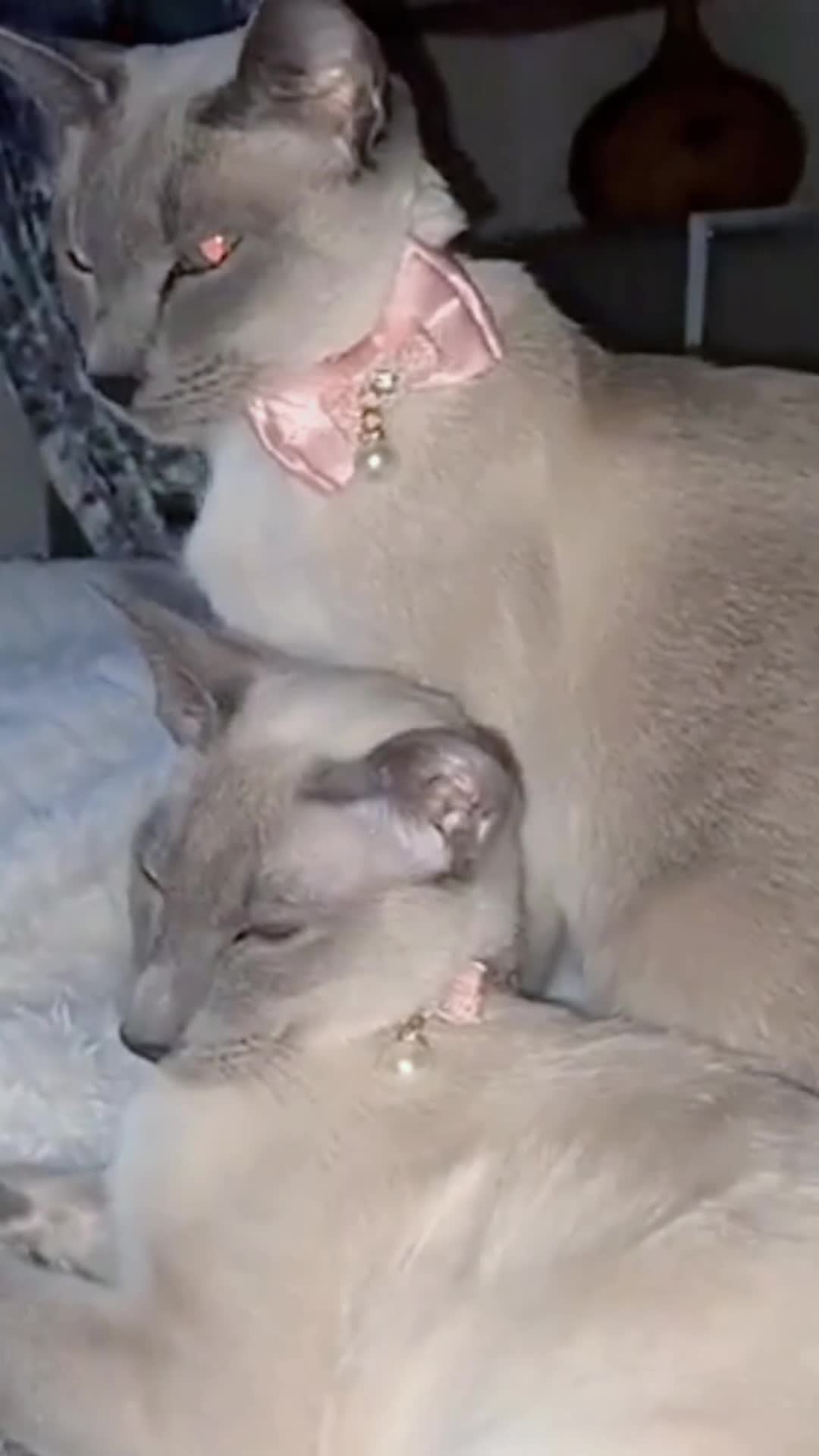Siamese cats for sale: Full Siamese lilac/blue points kittens  - Video 2
