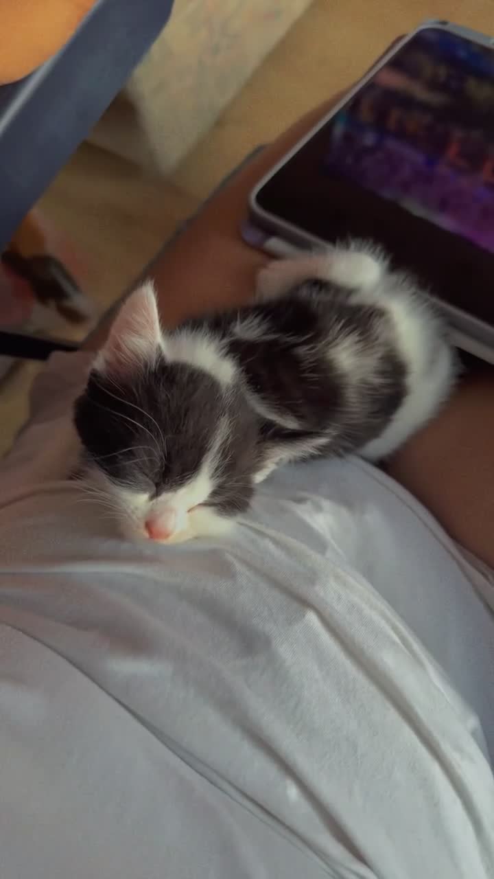 Mixed Breed cats for sale: 🐱 Adorable Black &White Domestic Shorthair Kitten in Swindon - Video 3