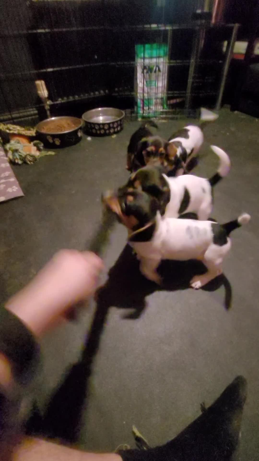 Jack Chi dogs for sale: Beautiful Jack Chi girls - Video 1