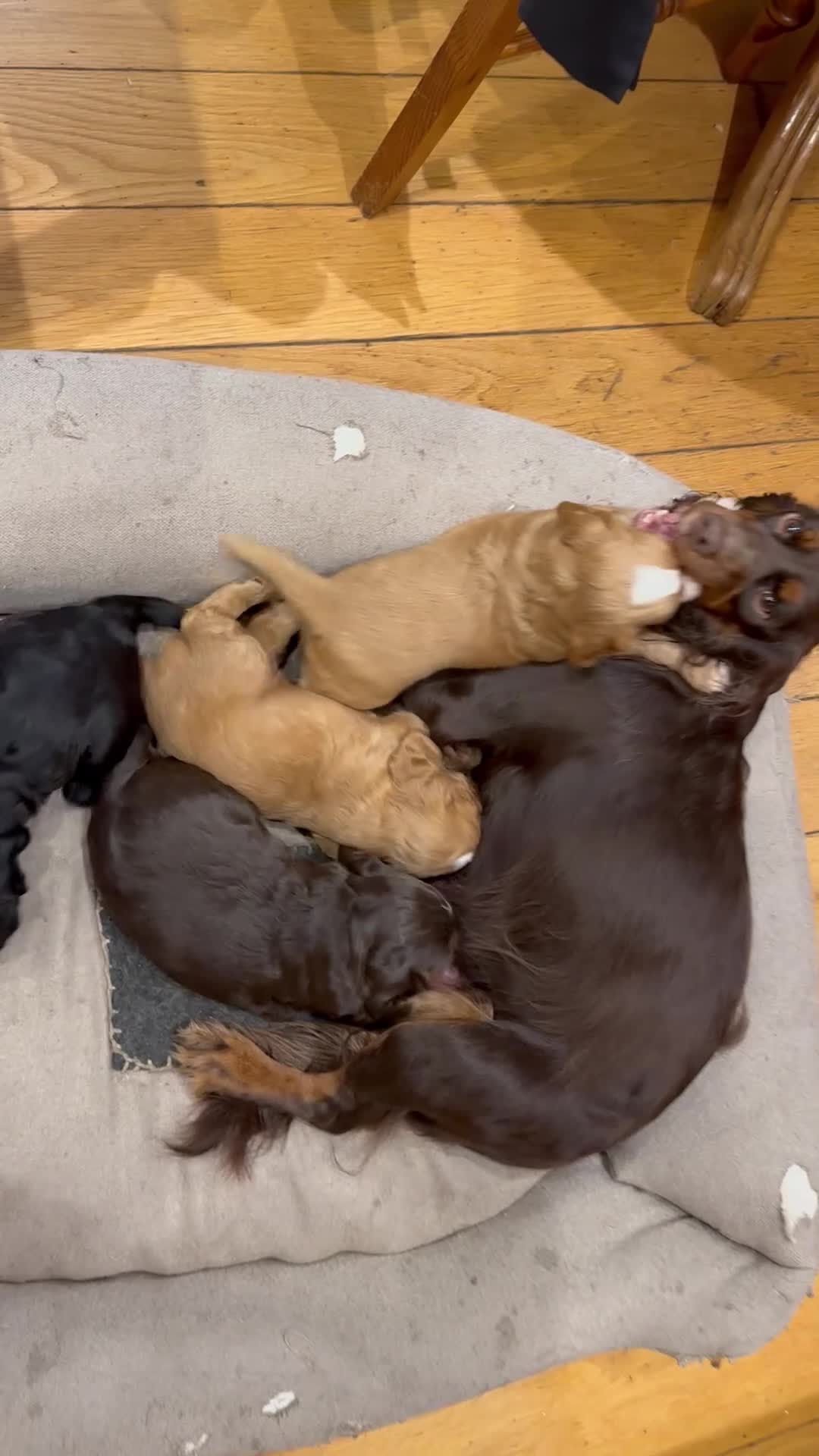 Cocker Spaniel dogs for sale: Working cocker spaniel puppies - Video 3