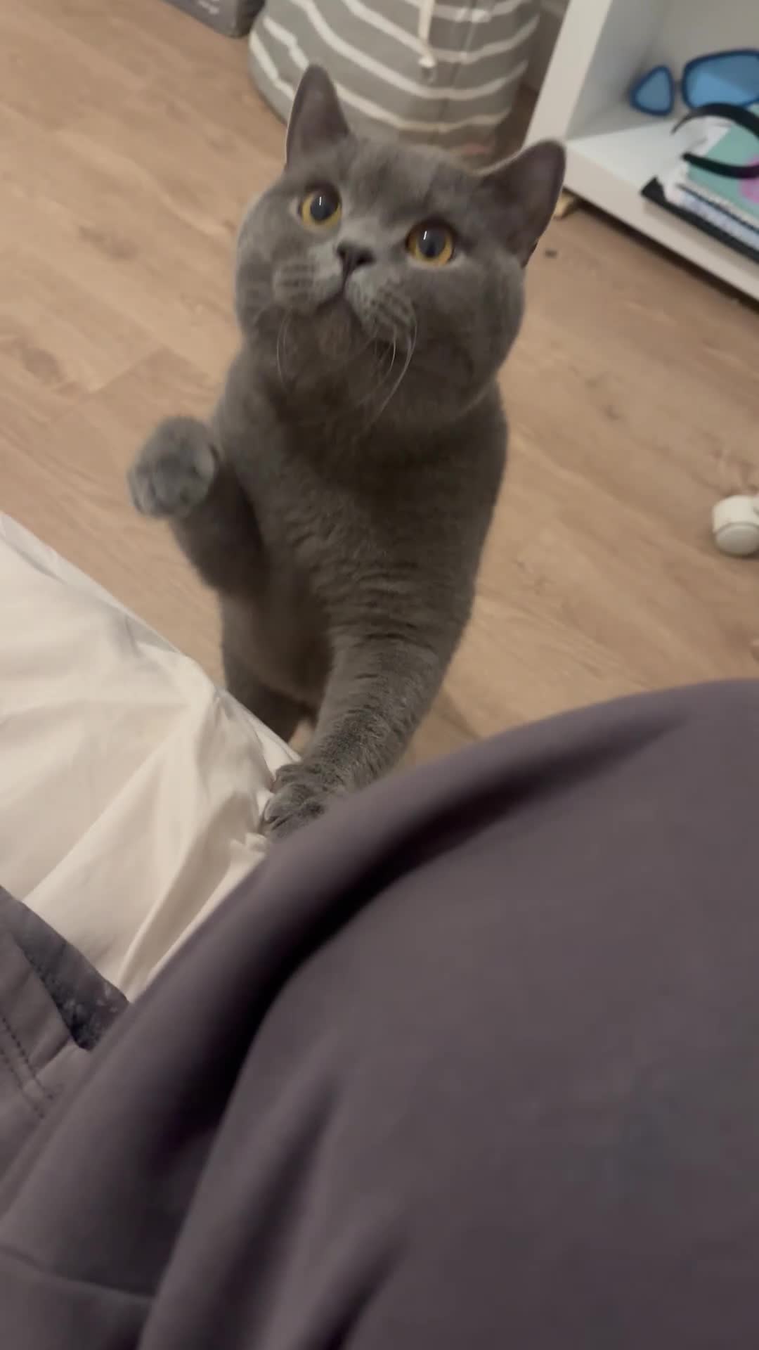 British Shorthair cats for sale: LAST PUREBRED BSH BOY  - Video 2