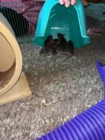 Rat rodents for sale: Baby male rats for sale  - Video 1