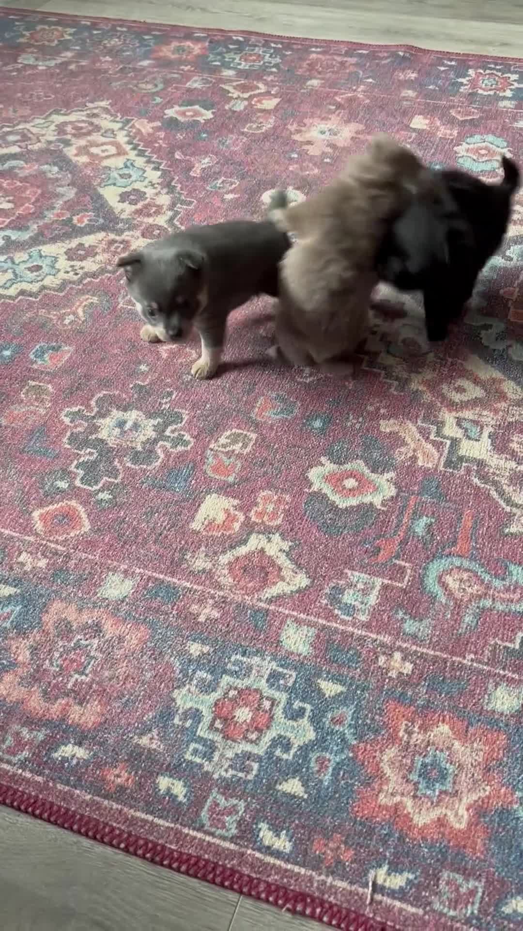 Pomchi dogs for sale: Primrose’s precious pomchi babies - Video 2